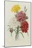 Carnations, from 'Choix Des Plus Belles Fleures', C.1833-Pierre Joseph Redout?-Mounted Giclee Print