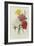 Carnations, from 'Choix Des Plus Belles Fleures', C.1833-Pierre Joseph Redout?-Framed Giclee Print