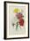 Carnations, from 'Choix Des Plus Belles Fleures', C.1833-Pierre Joseph Redout?-Framed Giclee Print