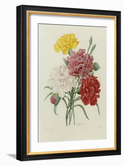 Carnations, from 'Choix Des Plus Belles Fleures', C.1833-Pierre Joseph Redout?-Framed Giclee Print