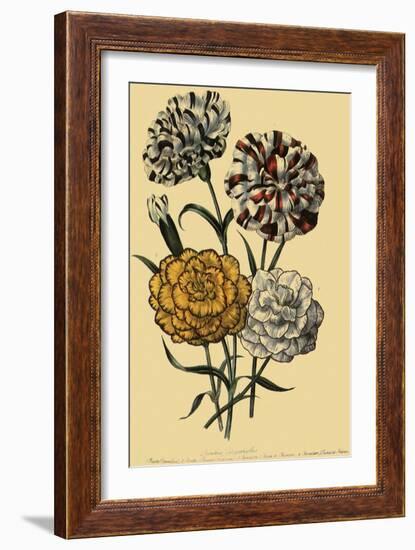 Carnations-null-Framed Giclee Print