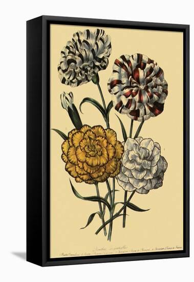 Carnations-null-Framed Premier Image Canvas