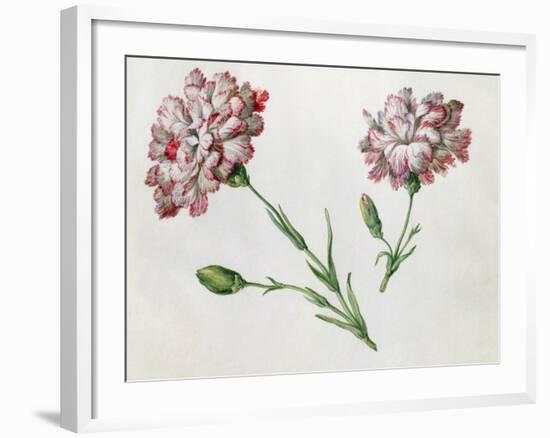 Carnations-Claude Aubriet-Framed Giclee Print