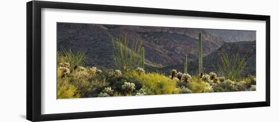 Carnegiea Gigantea, Saguaro Cacti, Hieroglyphic Trail, Lost Dutchman State Park, Arizona, Usa-Rainer Mirau-Framed Photographic Print