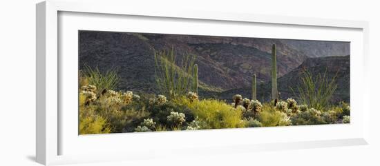 Carnegiea Gigantea, Saguaro Cacti, Hieroglyphic Trail, Lost Dutchman State Park, Arizona, Usa-Rainer Mirau-Framed Photographic Print