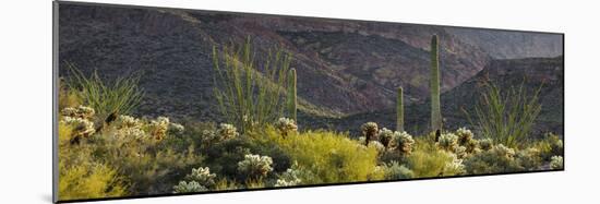 Carnegiea Gigantea, Saguaro Cacti, Hieroglyphic Trail, Lost Dutchman State Park, Arizona, Usa-Rainer Mirau-Mounted Photographic Print