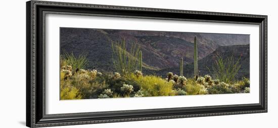 Carnegiea Gigantea, Saguaro Cacti, Hieroglyphic Trail, Lost Dutchman State Park, Arizona, Usa-Rainer Mirau-Framed Photographic Print