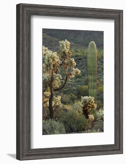 Carnegiea Gigantea, Saguaro Cacti, Hieroglyphic Trail, Lost Dutchman State Park, Arizona, Usa-Rainer Mirau-Framed Photographic Print