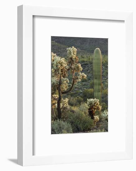 Carnegiea Gigantea, Saguaro Cacti, Hieroglyphic Trail, Lost Dutchman State Park, Arizona, Usa-Rainer Mirau-Framed Photographic Print