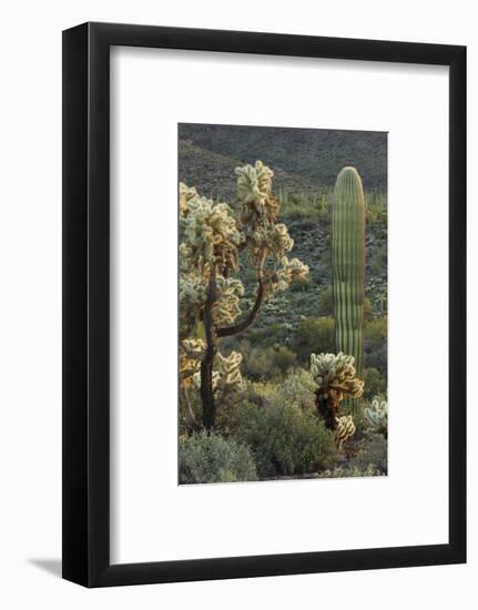 Carnegiea Gigantea, Saguaro Cacti, Hieroglyphic Trail, Lost Dutchman State Park, Arizona, Usa-Rainer Mirau-Framed Photographic Print