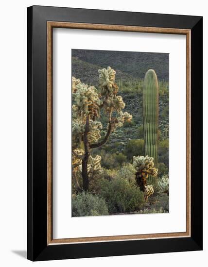 Carnegiea Gigantea, Saguaro Cacti, Hieroglyphic Trail, Lost Dutchman State Park, Arizona, Usa-Rainer Mirau-Framed Photographic Print