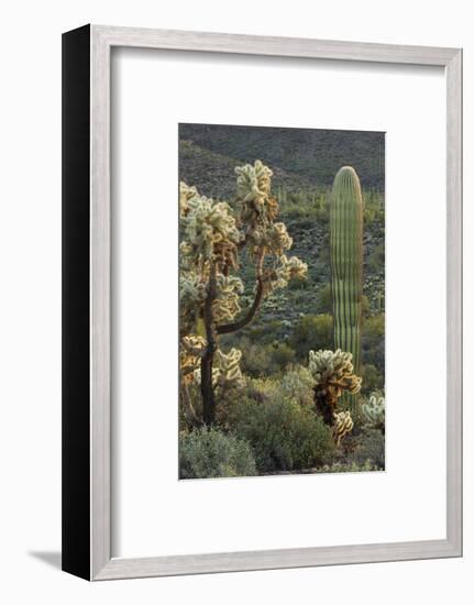 Carnegiea Gigantea, Saguaro Cacti, Hieroglyphic Trail, Lost Dutchman State Park, Arizona, Usa-Rainer Mirau-Framed Photographic Print