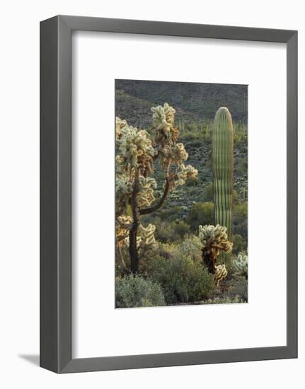 Carnegiea Gigantea, Saguaro Cacti, Hieroglyphic Trail, Lost Dutchman State Park, Arizona, Usa-Rainer Mirau-Framed Photographic Print