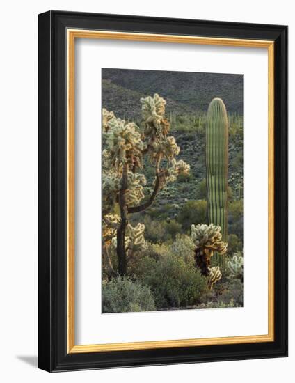 Carnegiea Gigantea, Saguaro Cacti, Hieroglyphic Trail, Lost Dutchman State Park, Arizona, Usa-Rainer Mirau-Framed Photographic Print