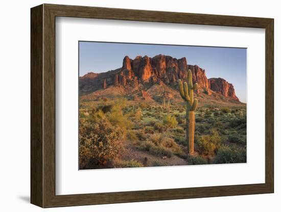 Carnegiea Gigantea, Saguaro Cacti, Hieroglyphic Trail, Lost Dutchman State Park, Arizona, Usa-Rainer Mirau-Framed Photographic Print