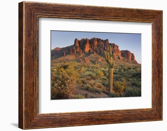 Carnegiea Gigantea, Saguaro Cacti, Hieroglyphic Trail, Lost Dutchman State Park, Arizona, Usa-Rainer Mirau-Framed Photographic Print