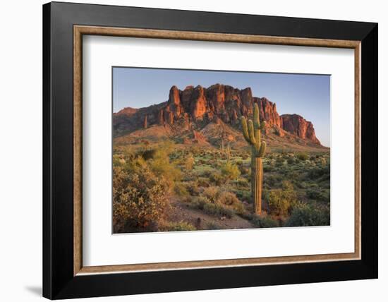 Carnegiea Gigantea, Saguaro Cacti, Hieroglyphic Trail, Lost Dutchman State Park, Arizona, Usa-Rainer Mirau-Framed Photographic Print