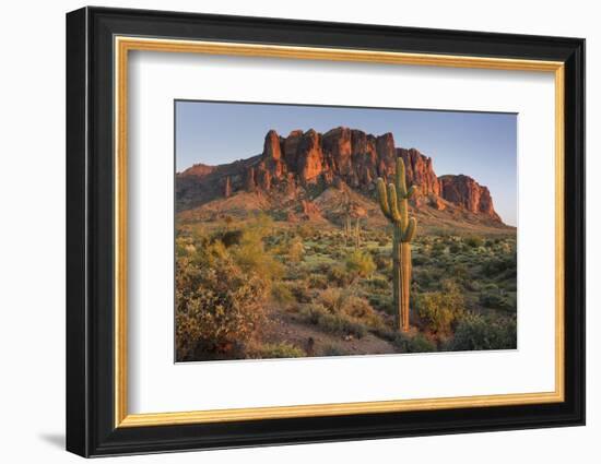 Carnegiea Gigantea, Saguaro Cacti, Hieroglyphic Trail, Lost Dutchman State Park, Arizona, Usa-Rainer Mirau-Framed Photographic Print