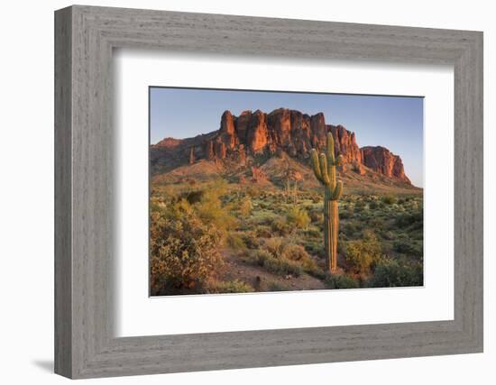 Carnegiea Gigantea, Saguaro Cacti, Hieroglyphic Trail, Lost Dutchman State Park, Arizona, Usa-Rainer Mirau-Framed Premium Photographic Print