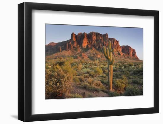 Carnegiea Gigantea, Saguaro Cacti, Hieroglyphic Trail, Lost Dutchman State Park, Arizona, Usa-Rainer Mirau-Framed Premium Photographic Print