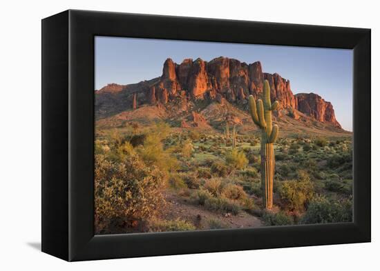 Carnegiea Gigantea, Saguaro Cacti, Hieroglyphic Trail, Lost Dutchman State Park, Arizona, Usa-Rainer Mirau-Framed Premier Image Canvas