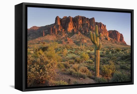 Carnegiea Gigantea, Saguaro Cacti, Hieroglyphic Trail, Lost Dutchman State Park, Arizona, Usa-Rainer Mirau-Framed Premier Image Canvas