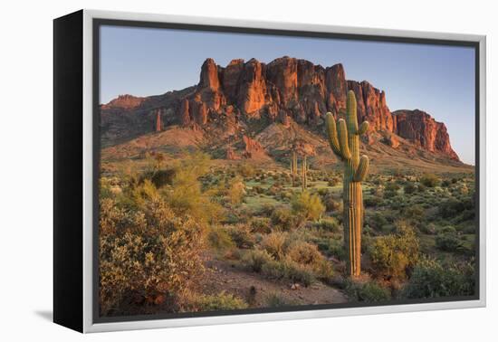 Carnegiea Gigantea, Saguaro Cacti, Hieroglyphic Trail, Lost Dutchman State Park, Arizona, Usa-Rainer Mirau-Framed Premier Image Canvas