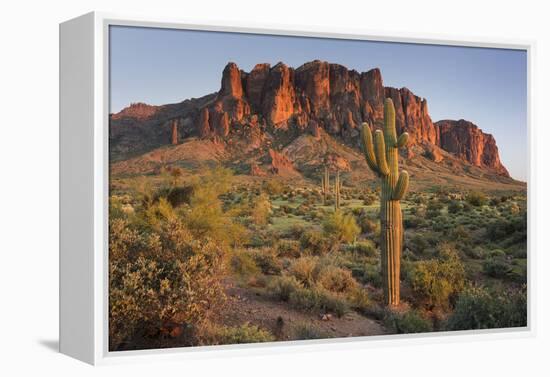 Carnegiea Gigantea, Saguaro Cacti, Hieroglyphic Trail, Lost Dutchman State Park, Arizona, Usa-Rainer Mirau-Framed Premier Image Canvas