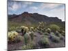 Carnegiea Gigantea, Saguaro Cacti, Hieroglyphic Trail, Lost Dutchman State Park, Arizona, Usa-Rainer Mirau-Mounted Photographic Print