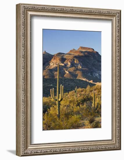 Carnegiea Gigantea, Sonora Desert, Near Phoenix, Arizona, Usa-Rainer Mirau-Framed Photographic Print