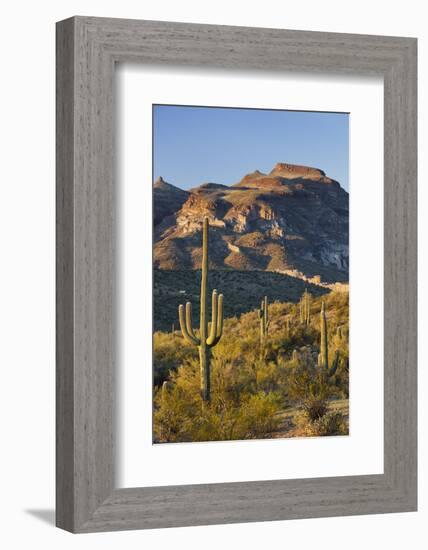 Carnegiea Gigantea, Sonora Desert, Near Phoenix, Arizona, Usa-Rainer Mirau-Framed Photographic Print