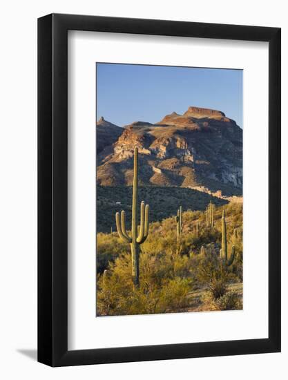 Carnegiea Gigantea, Sonora Desert, Near Phoenix, Arizona, Usa-Rainer Mirau-Framed Photographic Print