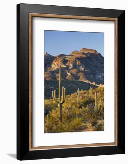 Carnegiea Gigantea, Sonora Desert, Near Phoenix, Arizona, Usa-Rainer Mirau-Framed Photographic Print