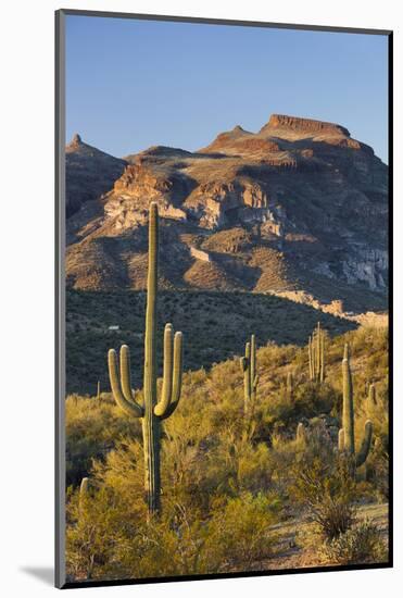 Carnegiea Gigantea, Sonora Desert, Near Phoenix, Arizona, Usa-Rainer Mirau-Mounted Photographic Print
