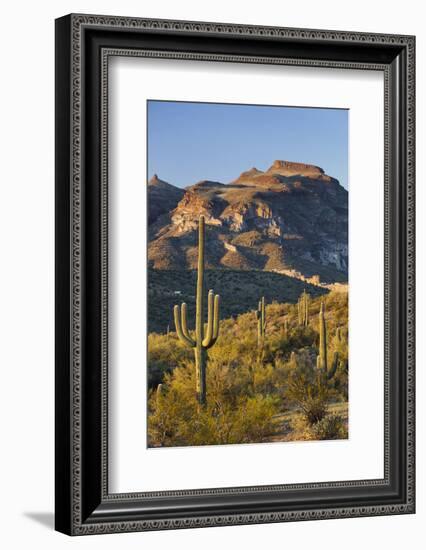 Carnegiea Gigantea, Sonora Desert, Near Phoenix, Arizona, Usa-Rainer Mirau-Framed Photographic Print