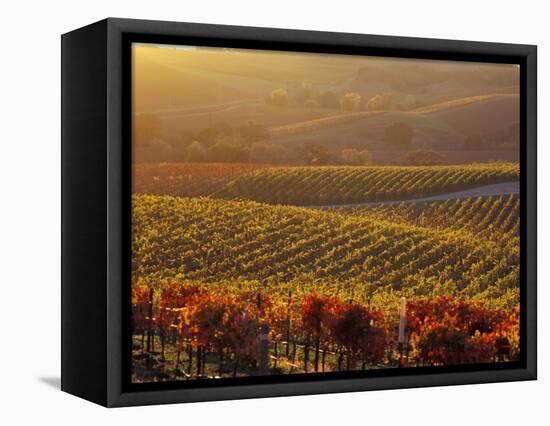 Carneros Ava. Scenic, Carneros, Napa Valley, California-Karen Muschenetz-Framed Premier Image Canvas