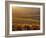 Carneros Ava. Scenic, Carneros, Napa Valley, California-Karen Muschenetz-Framed Photographic Print