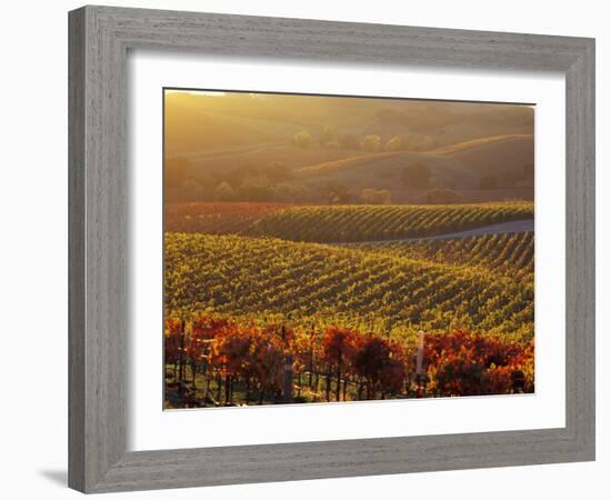 Carneros Ava. Scenic, Carneros, Napa Valley, California-Karen Muschenetz-Framed Photographic Print