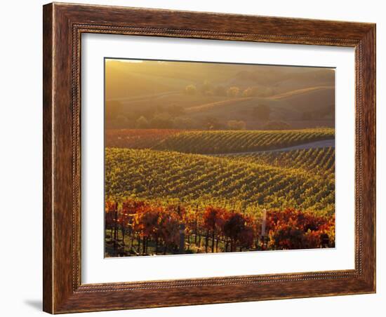 Carneros Ava. Scenic, Carneros, Napa Valley, California-Karen Muschenetz-Framed Photographic Print