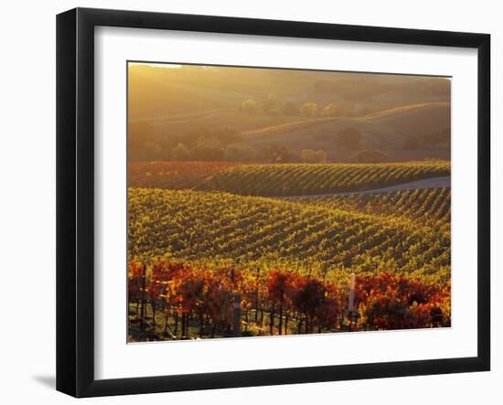 Carneros Ava. Scenic, Carneros, Napa Valley, California-Karen Muschenetz-Framed Photographic Print