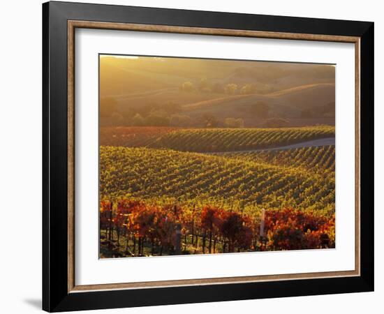 Carneros Ava. Scenic, Carneros, Napa Valley, California-Karen Muschenetz-Framed Photographic Print