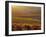 Carneros Ava. Scenic, Carneros, Napa Valley, California-Karen Muschenetz-Framed Photographic Print