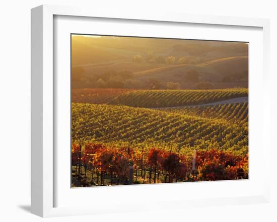 Carneros Ava. Scenic, Carneros, Napa Valley, California-Karen Muschenetz-Framed Photographic Print