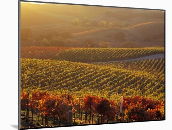 Carneros Ava. Scenic, Carneros, Napa Valley, California-Karen Muschenetz-Mounted Photographic Print