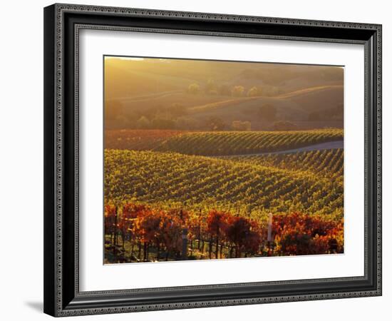 Carneros Ava. Scenic, Carneros, Napa Valley, California-Karen Muschenetz-Framed Photographic Print