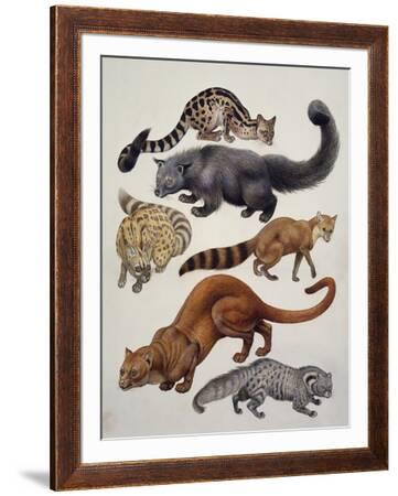 Carnivores Belonging to the Viverridae Family (African Golden Cat)' Giclee Print Carnivores Belonging to the Viverridae Family (African Golden Cat)' Giclee Print