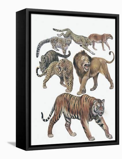 Carnivores from the Felidae Family-null-Framed Premier Image Canvas