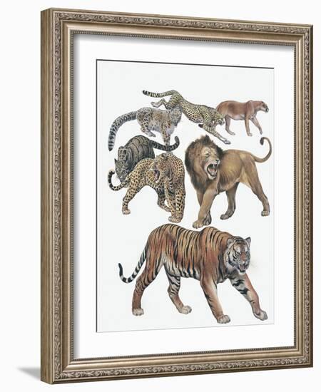 Carnivores from the Felidae Family-null-Framed Giclee Print