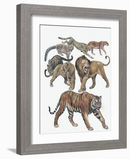 Carnivores from the Felidae Family-null-Framed Giclee Print