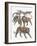 Carnivores from the Felidae Family-null-Framed Giclee Print